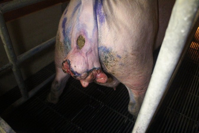 Farrowing Crates at Balpool Station Piggery NSW