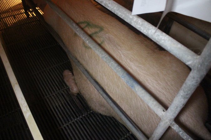 Farrowing Crates at Balpool Station Piggery NSW