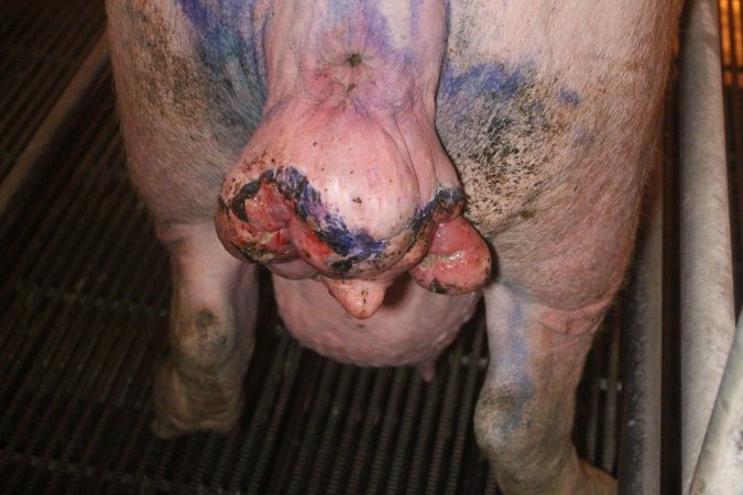 Farrowing Crates at Balpool Station Piggery NSW