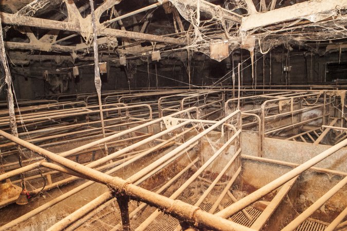 Empty farrowing shed