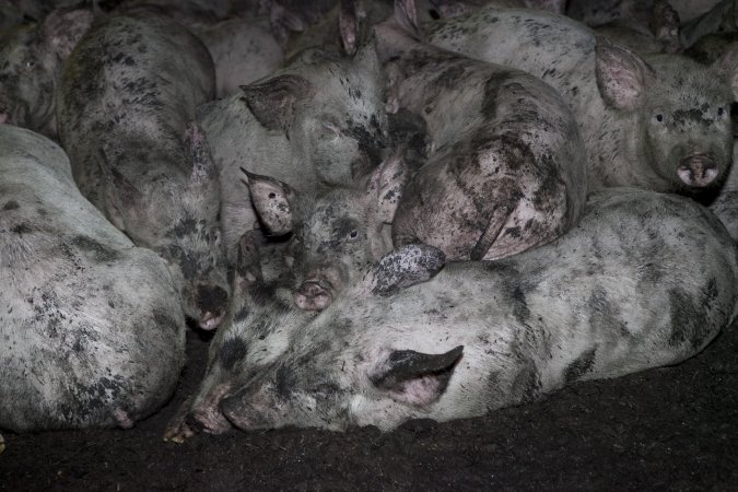 Grower pigs sleeping on top of each other