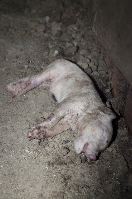 Dead piglet in farrowing shed