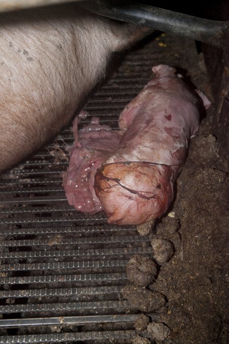 Stillborn piglet