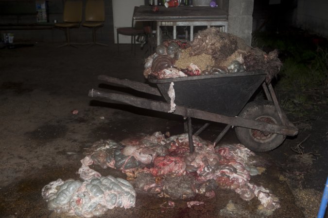 Wheelbarrow full of guts in slaughter room