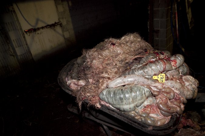 Wheelbarrow full of guts in slaughter room