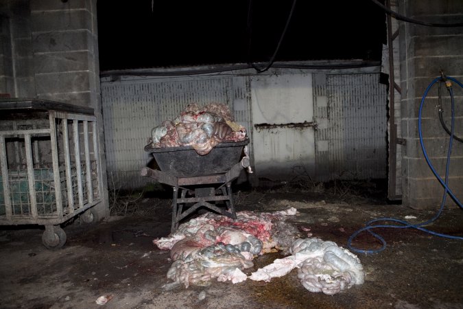 Wheelbarrow full of guts in slaughter room