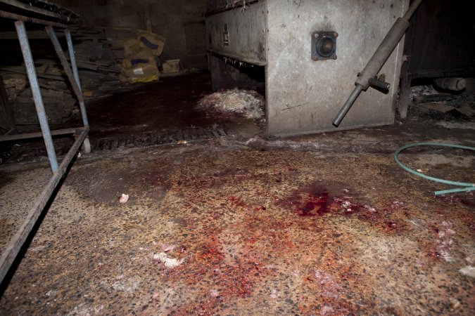 Bloody floor of slaughter room