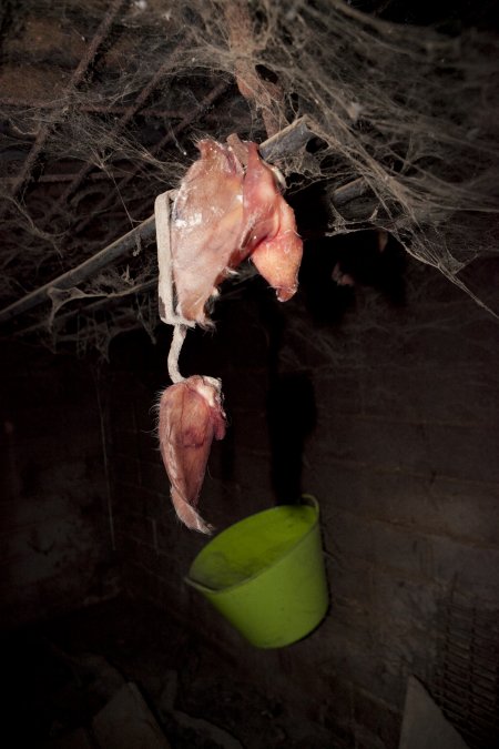 Pig ears in slaughter room