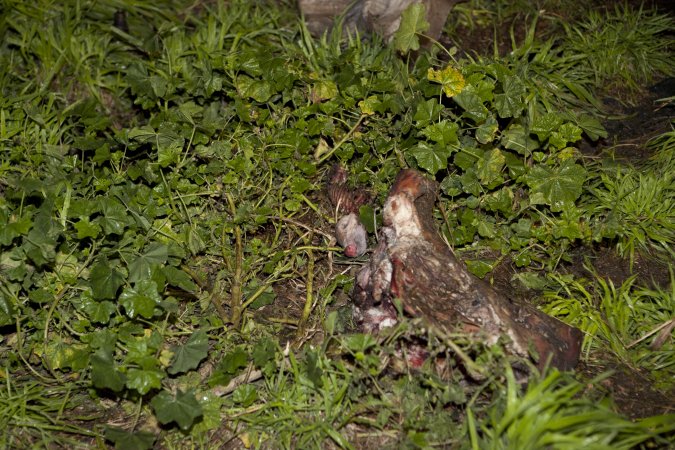 Rotting pig parts outside slaughter room