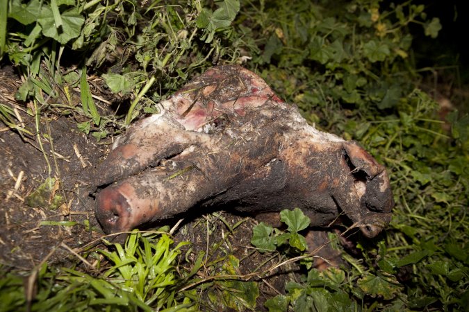 Rotting pig's head outside slaughter room