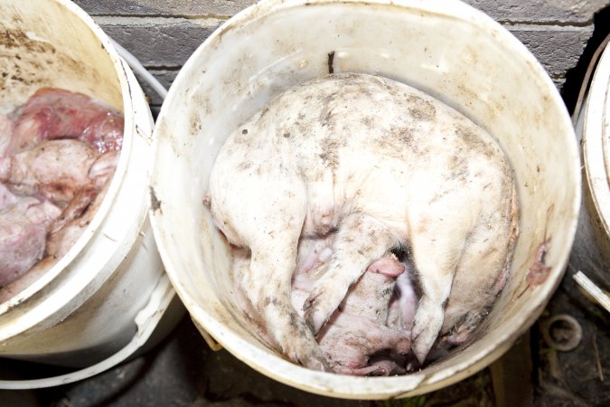 Bucket full of dead piglets