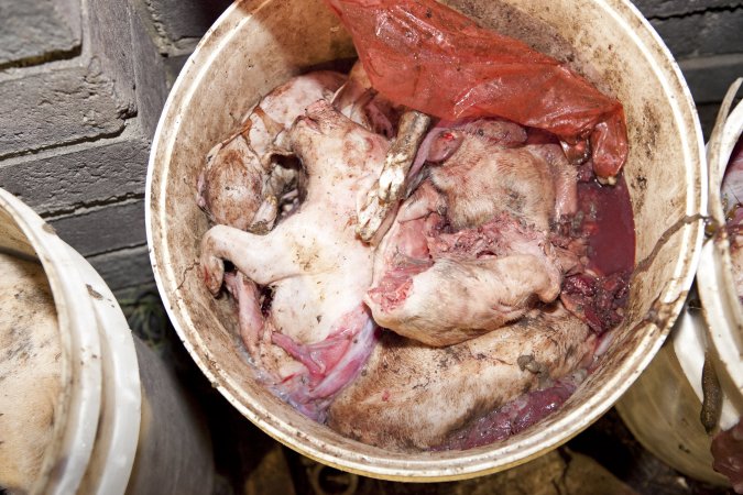 Bucket full of dead piglets