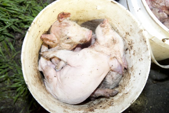 Bucket full of dead piglets