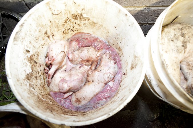 Bucket full of dead piglets