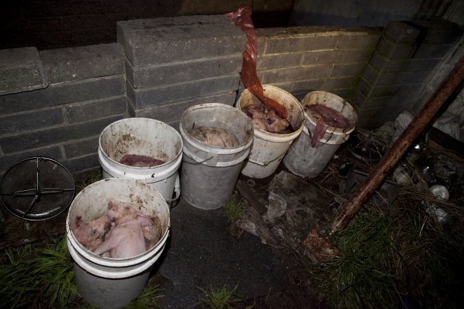 Buckets full of dead piglets