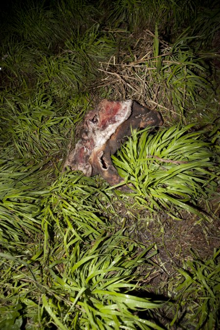 Rotting pig's head outside slaughter room