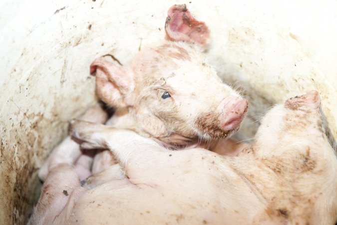 Bucket full of dead piglets