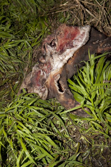 Rotting pig's head outside slaughter room