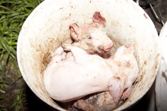 Bucket full of dead piglets