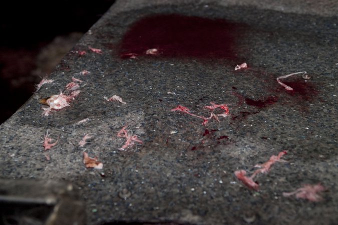 Pieces of fur and skin on bench in slaughter room