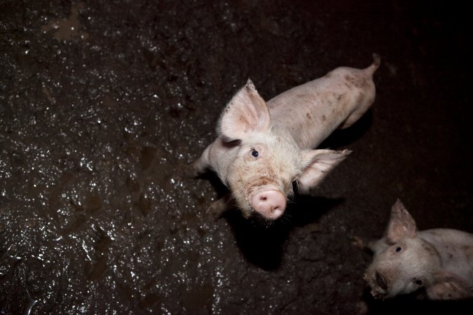 Weaner piglet on excrement-covered floor