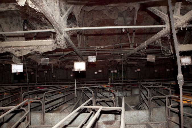 Looking across farrowing shed