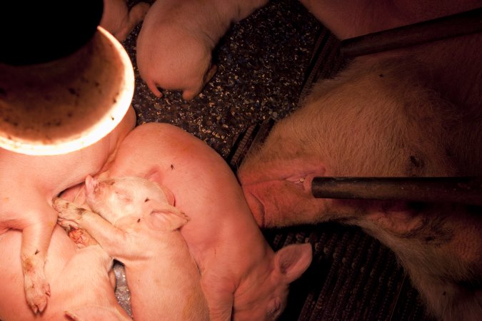 Piglets under heat lamp