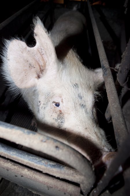 Sow with large chunk cut from ear