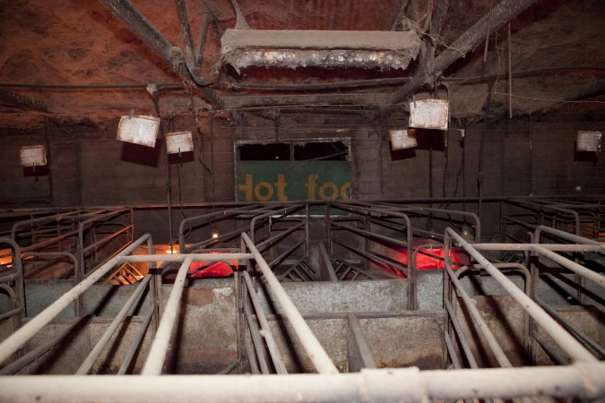 Looking across farrowing room