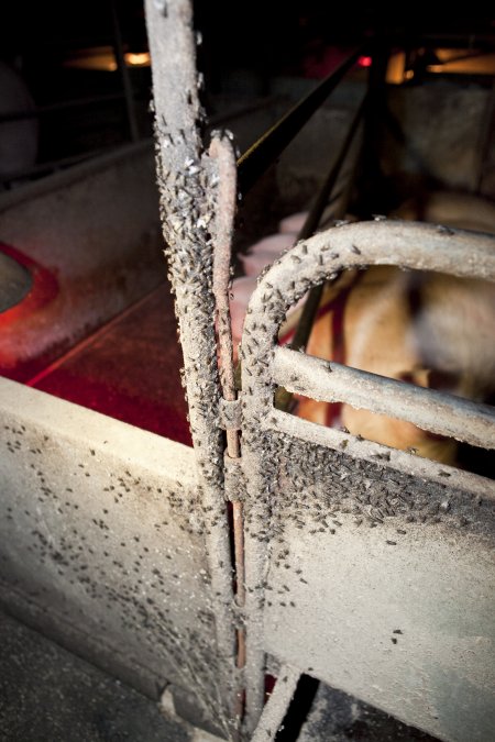 Farrowing crate covered in flies