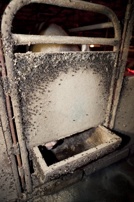 Door of farrowing crate covered in flies