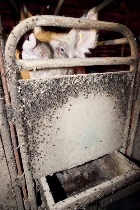 Door of farrowing crate covered in flies