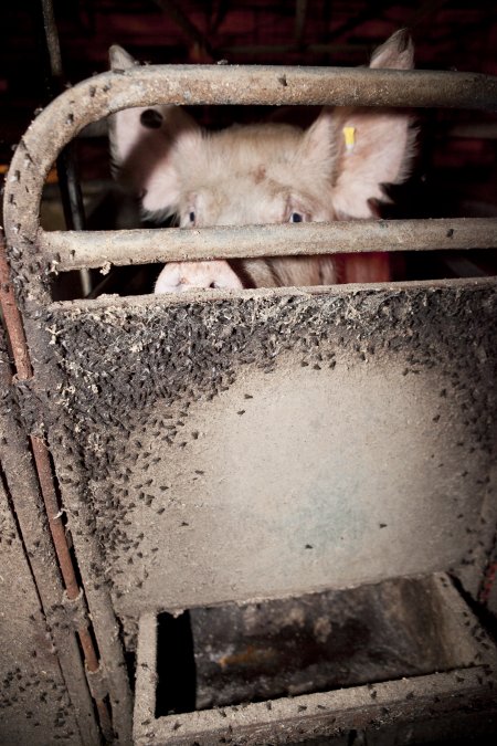 Door of farrowing crate covered in flies