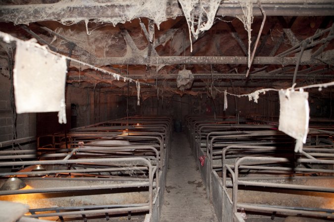 Looking down aisle of farrowing shed