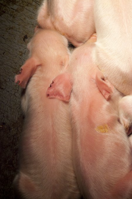 Piglets with small notches cut from ears