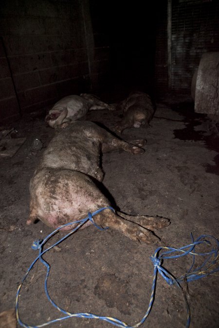 Dead pigs in slaughter room