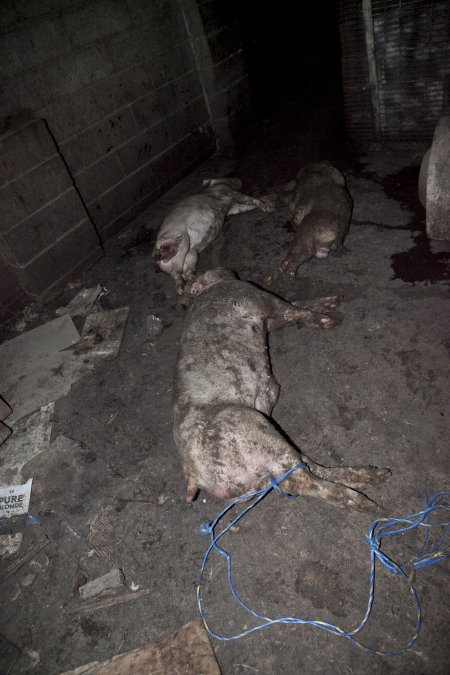 Dead pigs in slaughter room