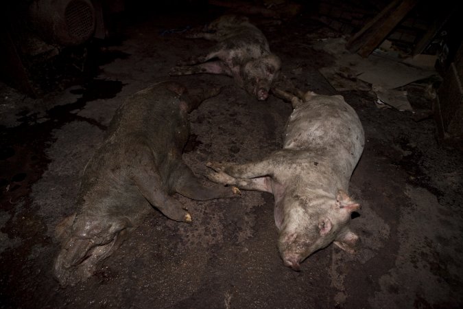 Dead pigs in slaughter room