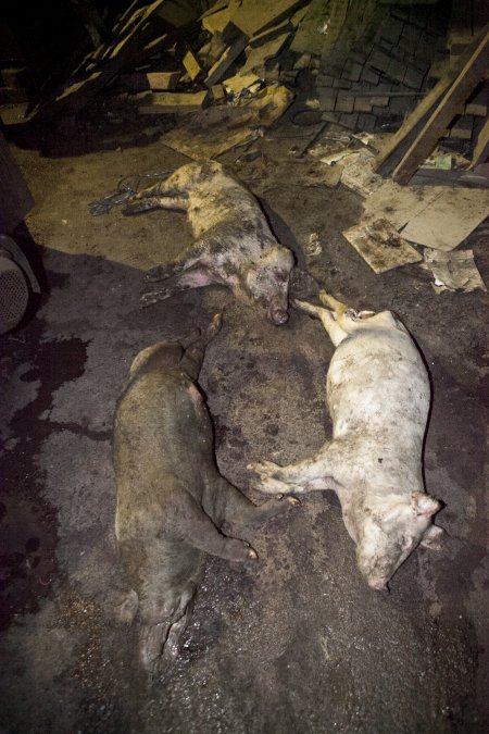 Dead pigs in slaughter room