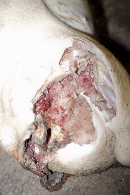 Dead pigs in slaughter room