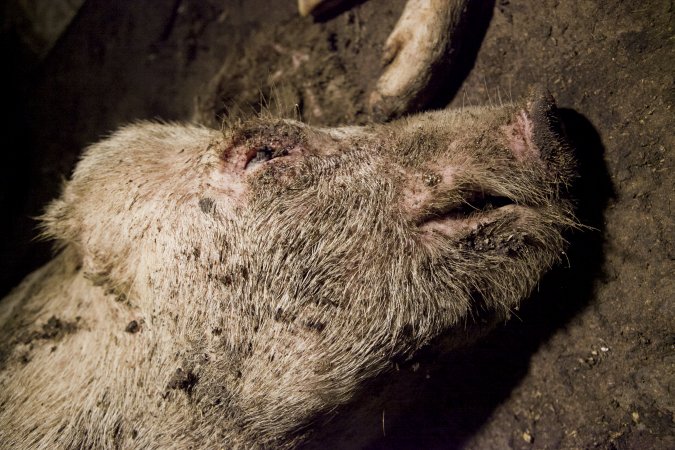 Dead pigs in slaughter room