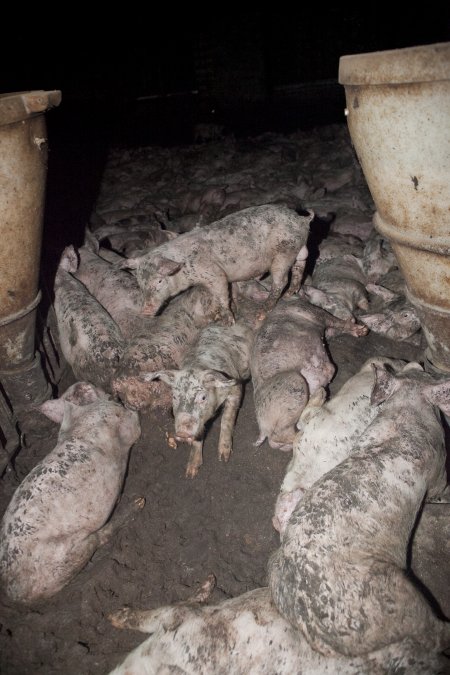 Grower pigs packed in