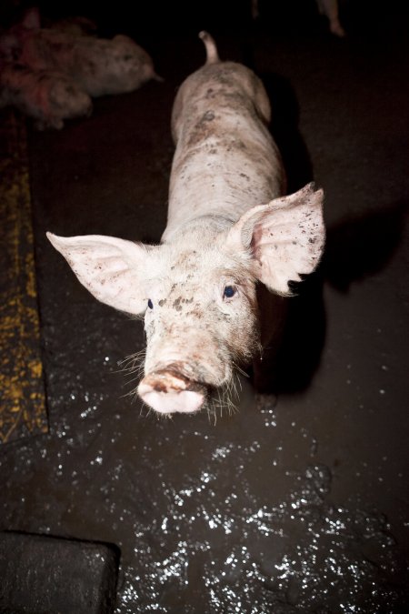 Grower pig standing on excrement-covered floor