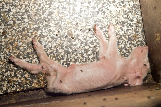 Dead piglet in farrowing crate