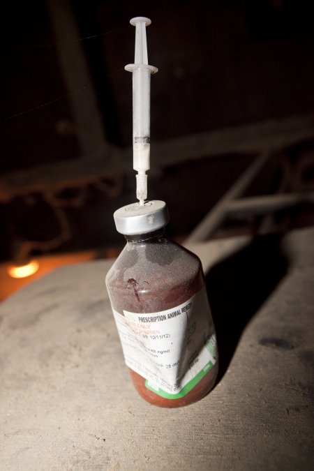 Injections for piglets