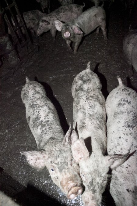 Grower pigs in excrement