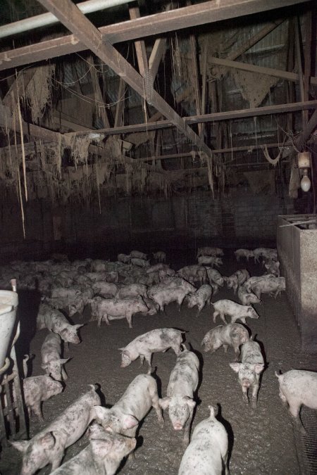 Grower pigs in excrement