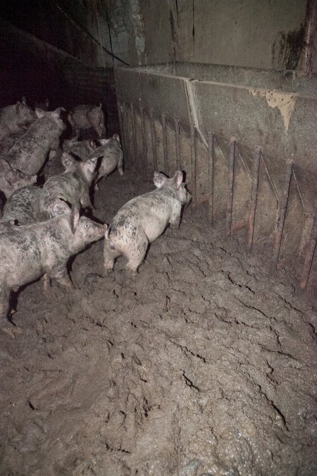 Grower pigs in excrement
