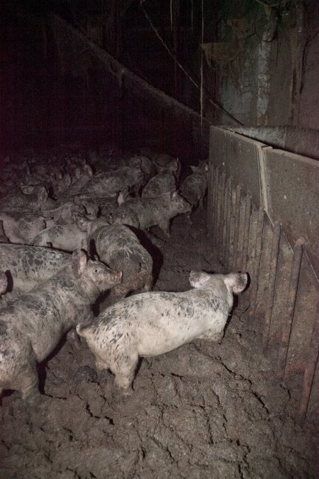 Grower pigs in excrement