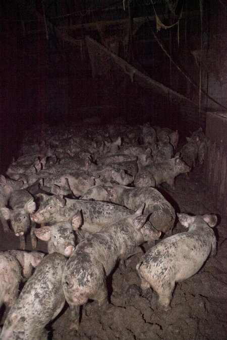 Grower pigs in excrement